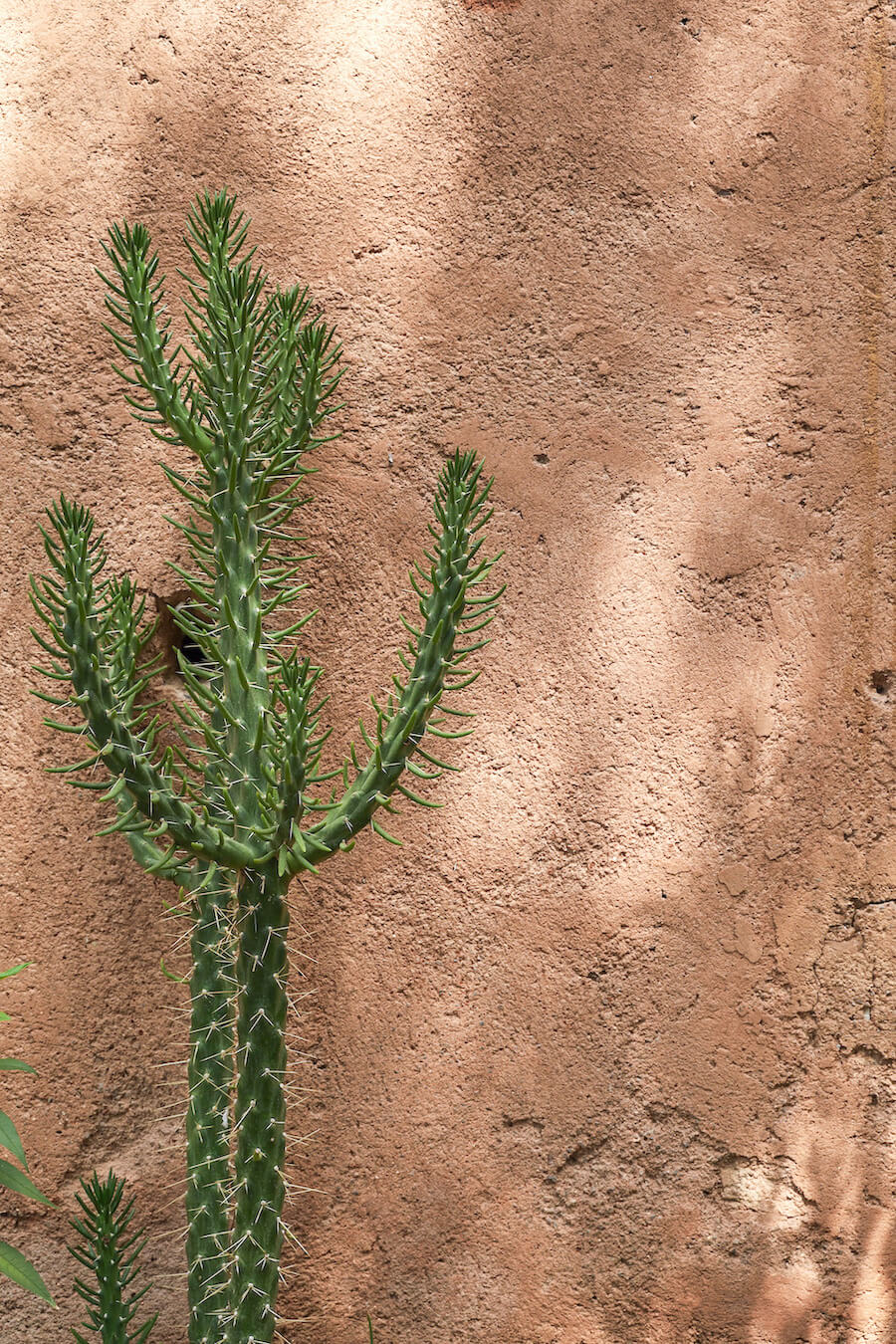 A cactus against a wall in Morocco - planning a 1 month travel itinerary.