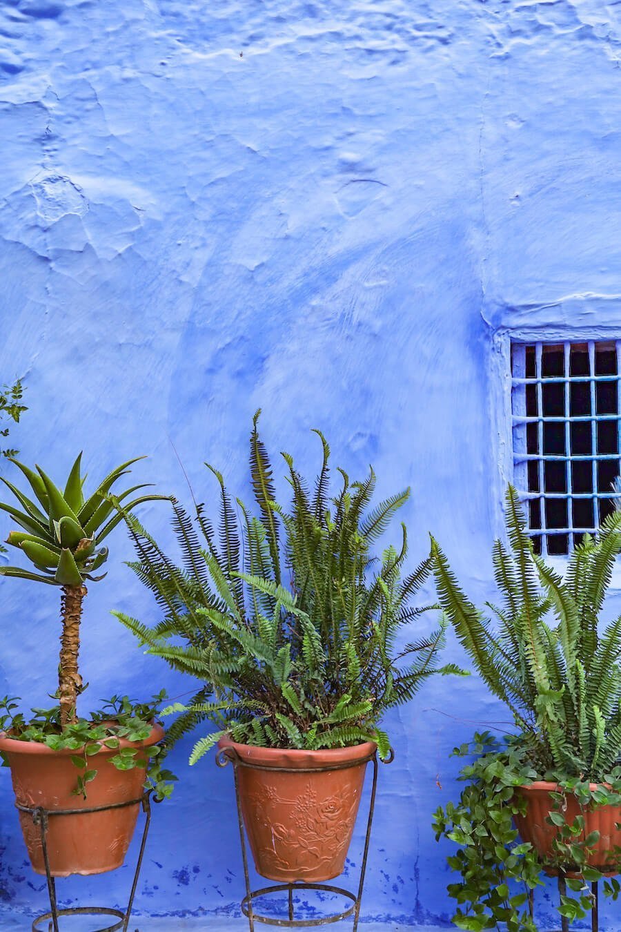 Plants against a blue wall in Morocco - planning a 1 month travel itinerary.