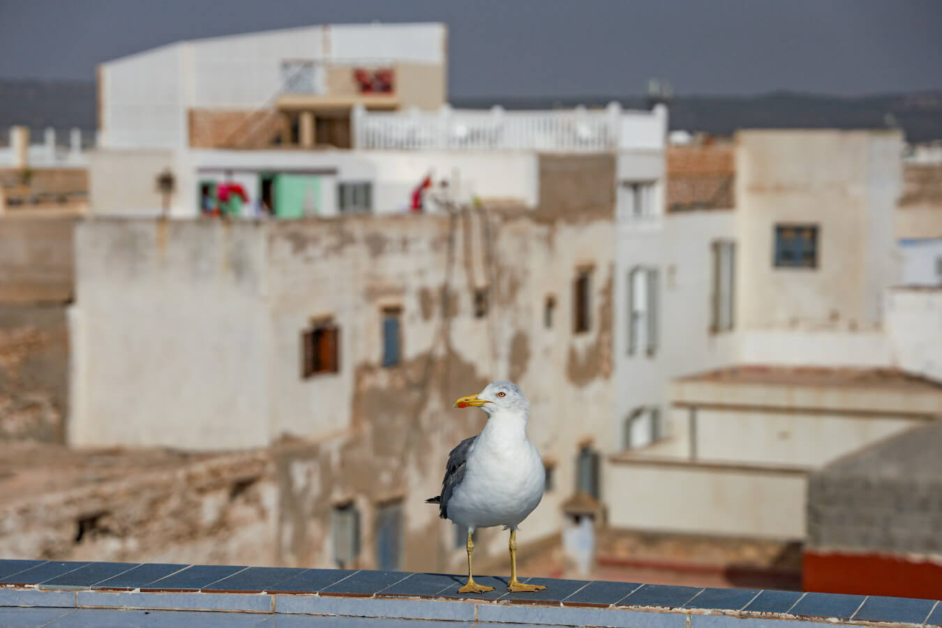 A sea gull stands on a wall in a medina in Morocco - a travel, itinerary and budget guide for 1 month in Morocco