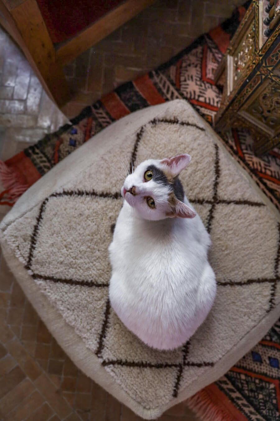 Minousha the resident cat sits on a Moroccan floor cushion in Ryad Watier in Essaouira.