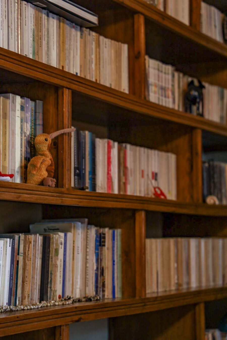 Books line the shelves of a riad library in Essaouira with a little kiwi toy sitting on the shelf