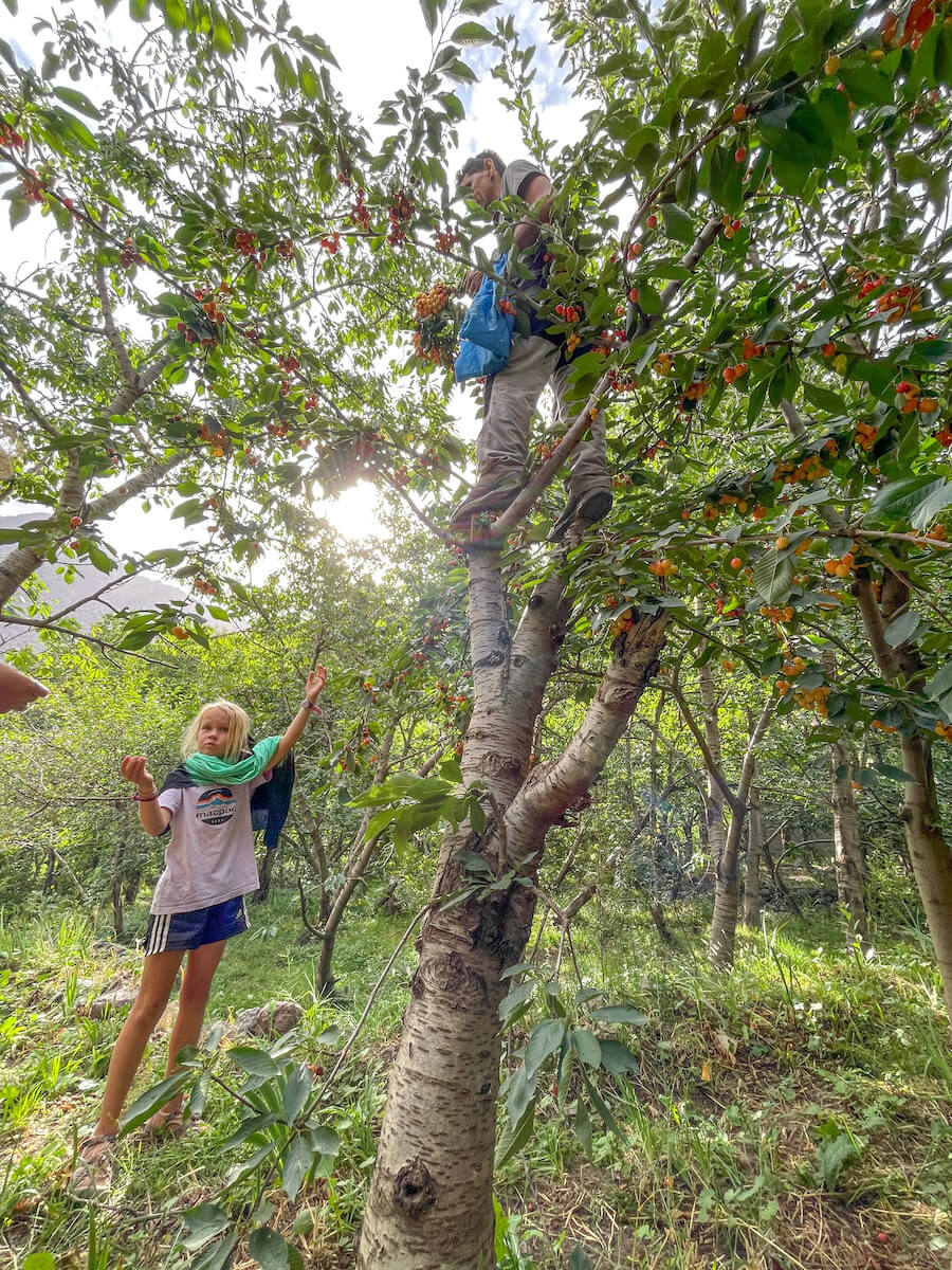 Ahmed from Trek Atlas climbs a white cherry tree to pick delicious cherries in Aroumd, Atlas Mountains. A special place to visit on an itinerary of 14 days in Morocco.