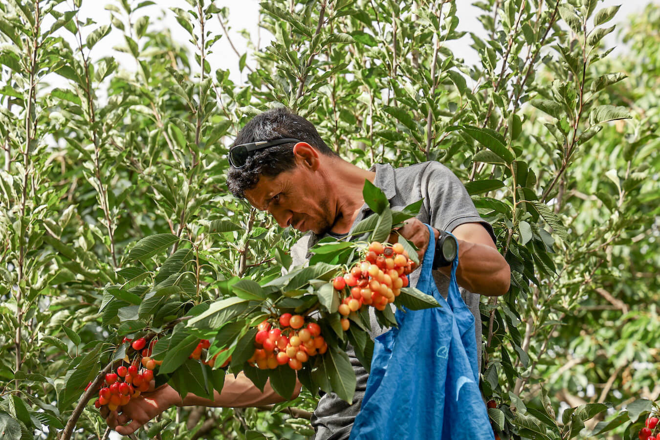 Ahmed from Trek Atlas climbs a white cherry tree to pick delicious cherries in Aroumd, Atlas Mountains. A special place to visit on an itinerary of 14 days in Morocco.