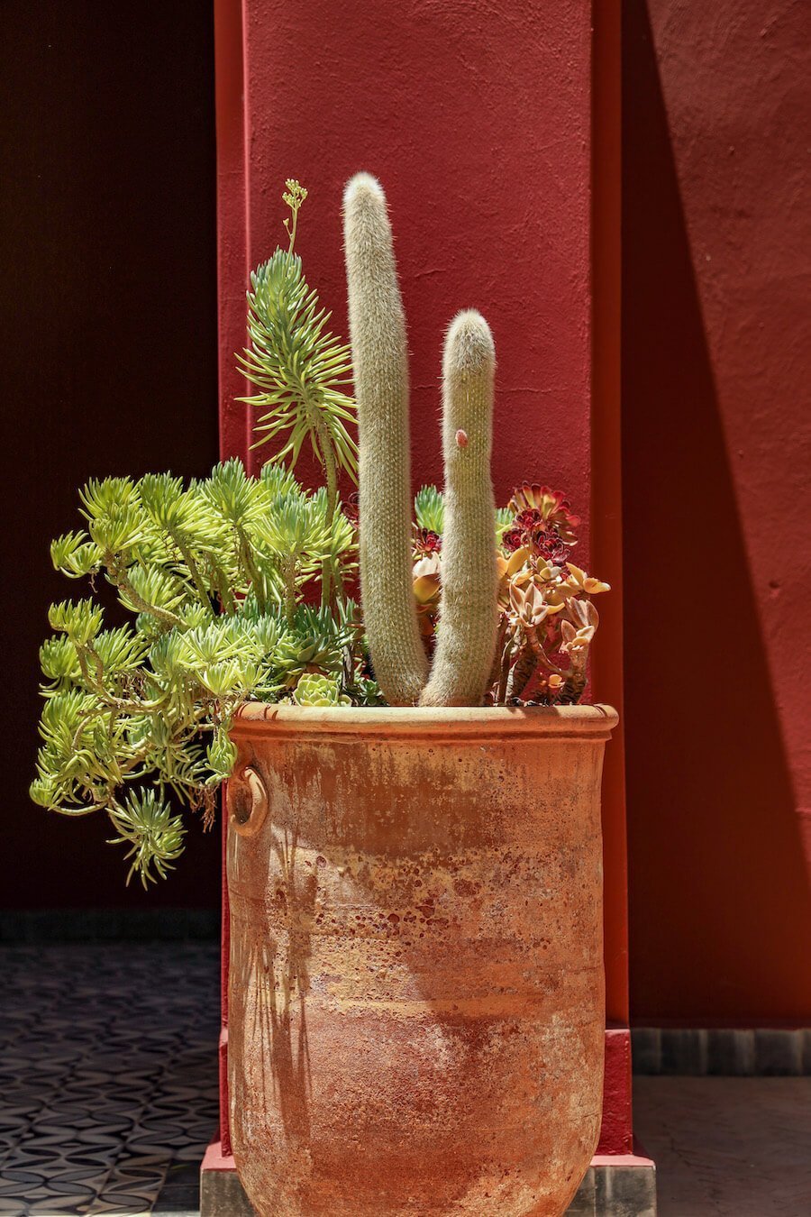 Green plants growing in a rustic red pot, in contrast with a dark red wall behind in the Marrakech Secret Garden