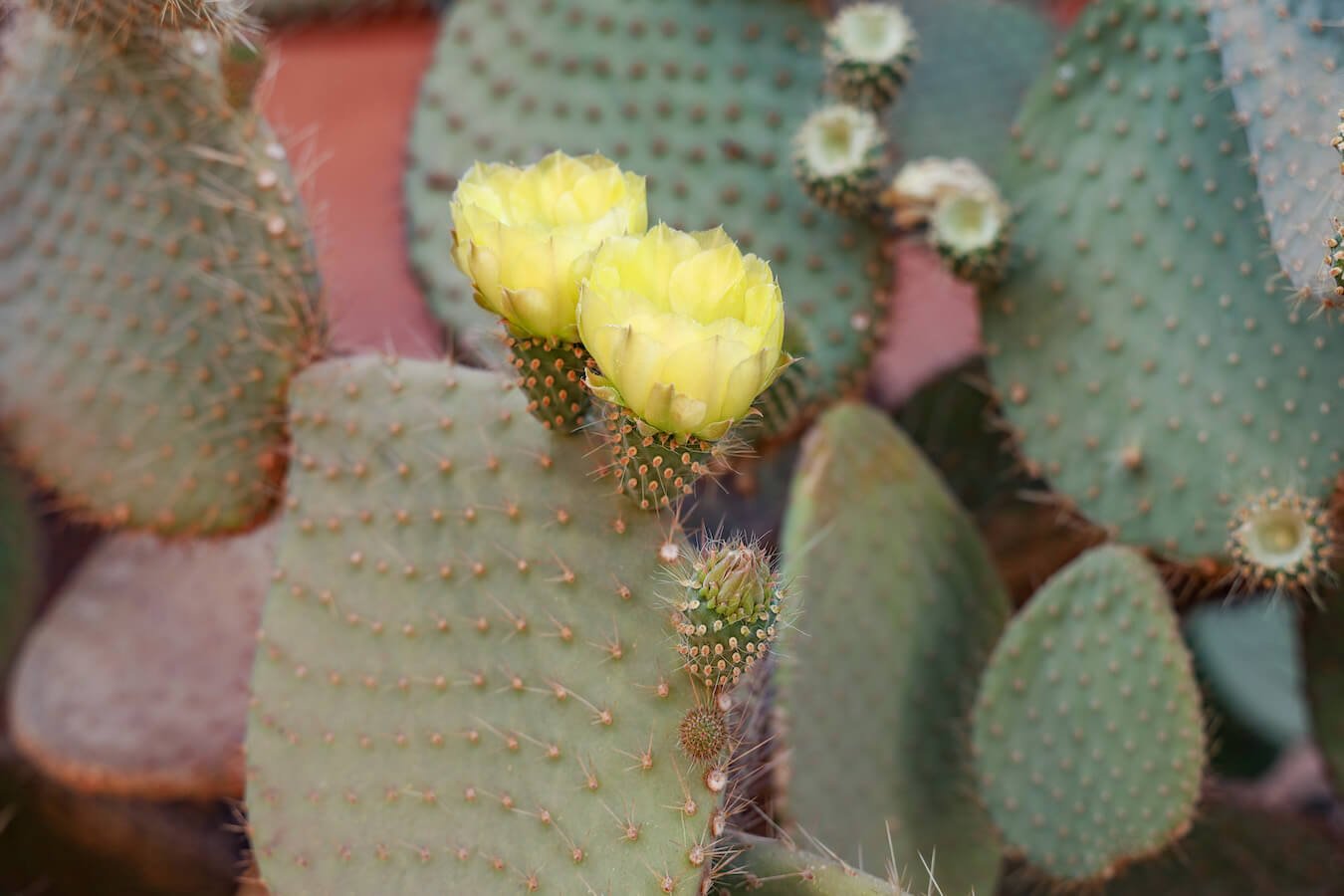 A cactus blooms with a yellow flower - the beautiful small details of Morocco
