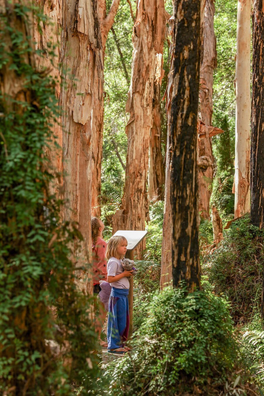 A child walks through the Paper Bark forest in Agnes Water - one of the best family activities to do in Agnes Water