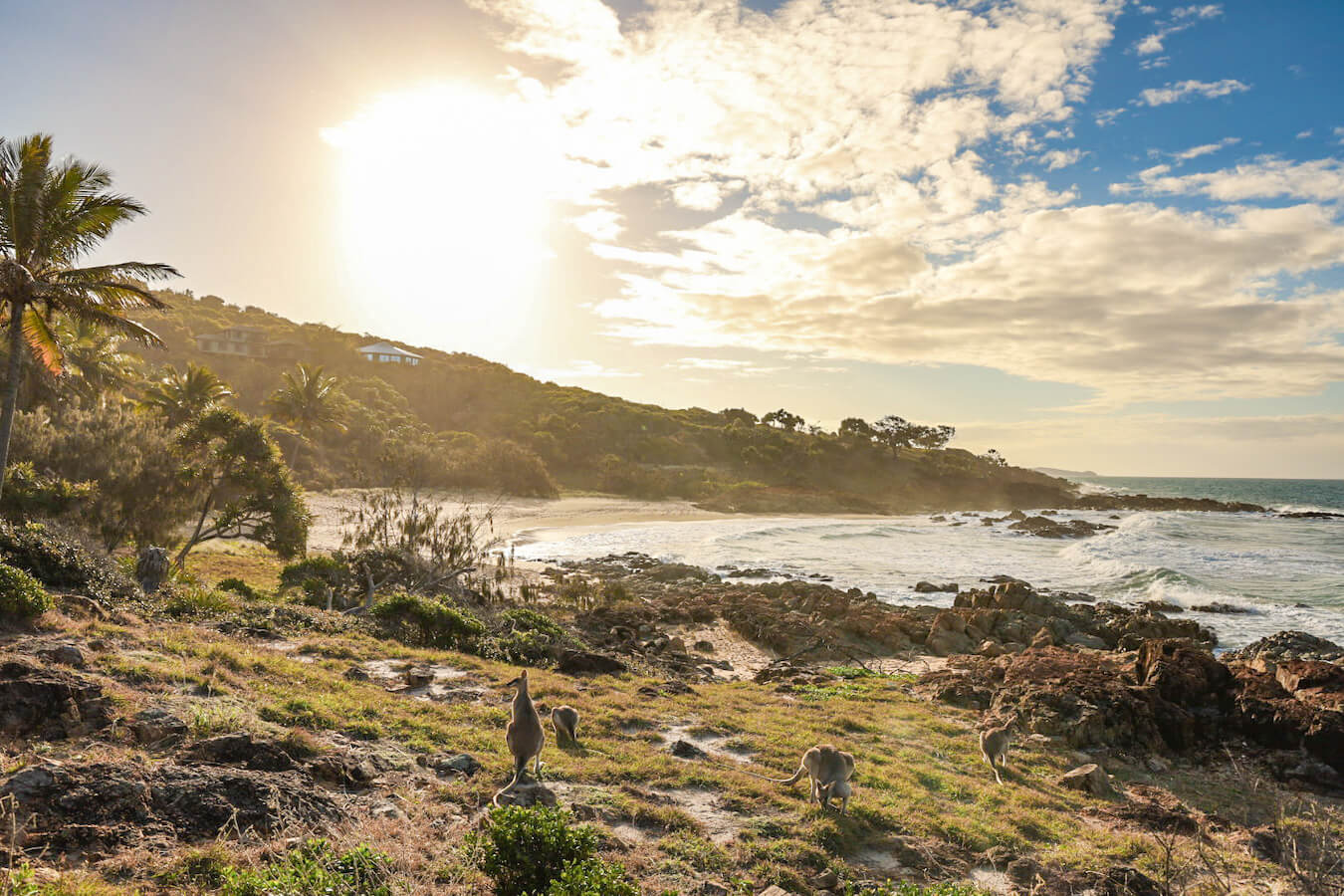 Small wallabies on the beach in Agnes Water Australia - one of the best walking activities to do if visiting