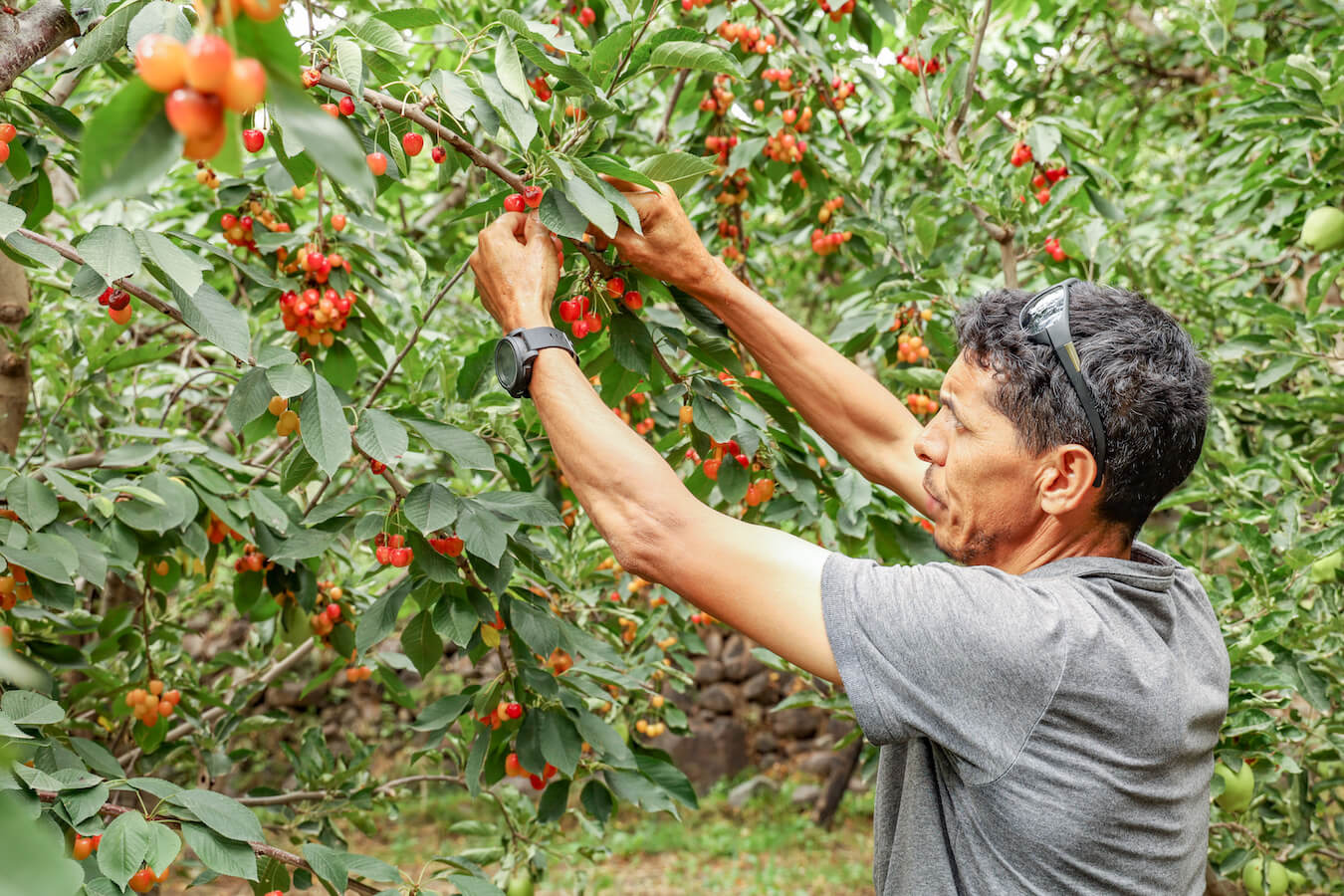 Expert and local guide, Ahmed Zin picks white cherries in the Atlas Mountain village of Armound