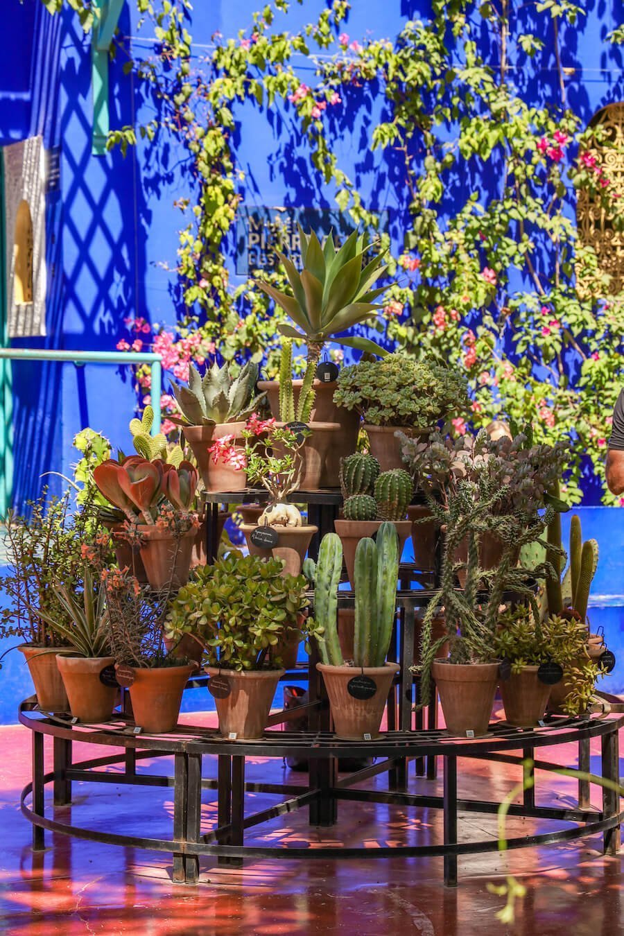 Tiered cacti and in front of the beautiful blue painted wall in the Majorelle Gardens is one of the best things to do and see when visiting 3 days in Marrakech