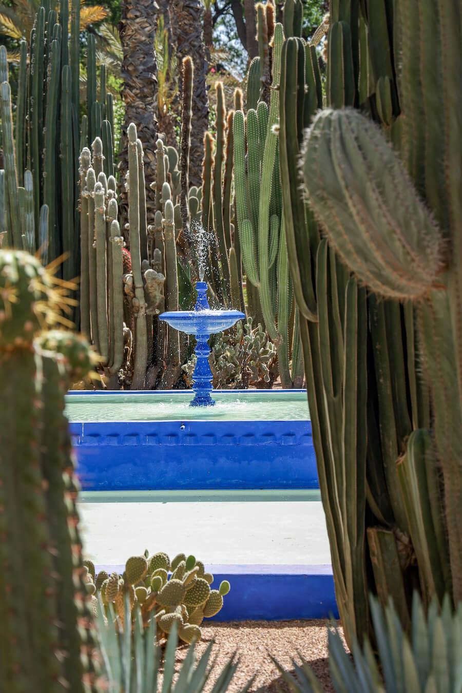 The beautiful blue water feature and cacti in the Majorelle Gardens is one of the best things to do and see when visiting 3 days in Marrakech