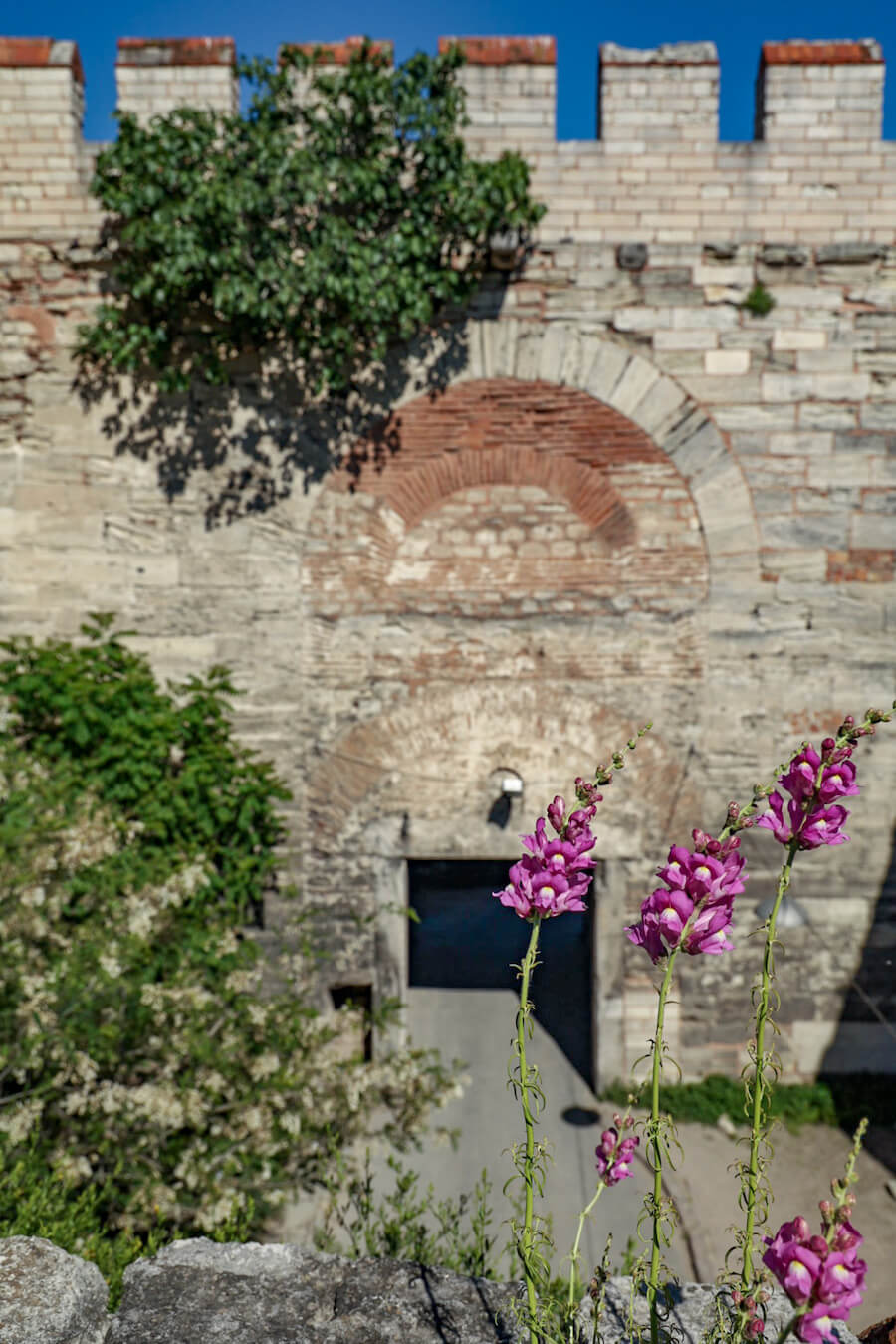 Purple flowers growing on the wall of Constantinople in Istanbul