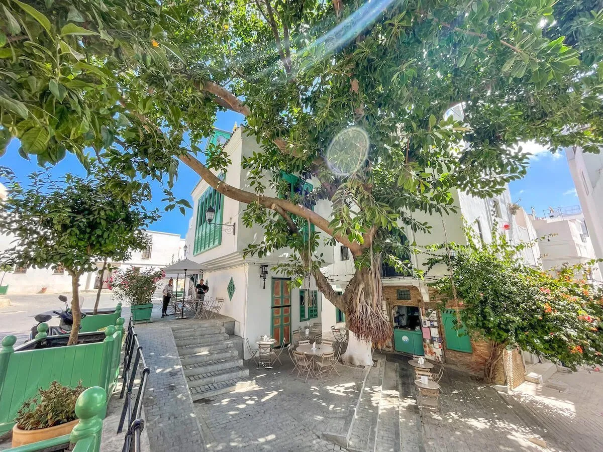 The trees growing at the top of the Kasbah in Tangier.