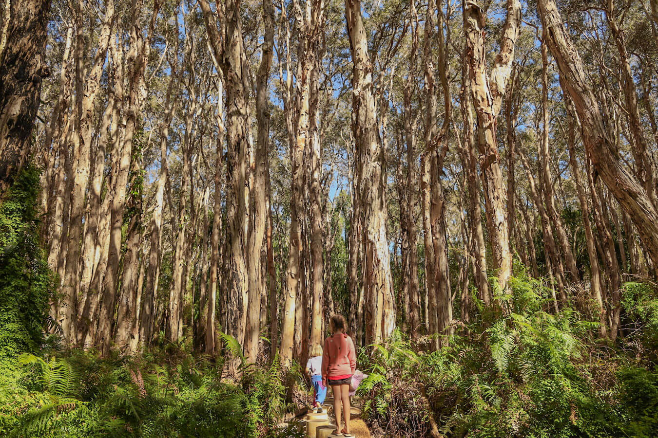 Children walk through the beautiful paper bark forest in Agnes Water, Australia