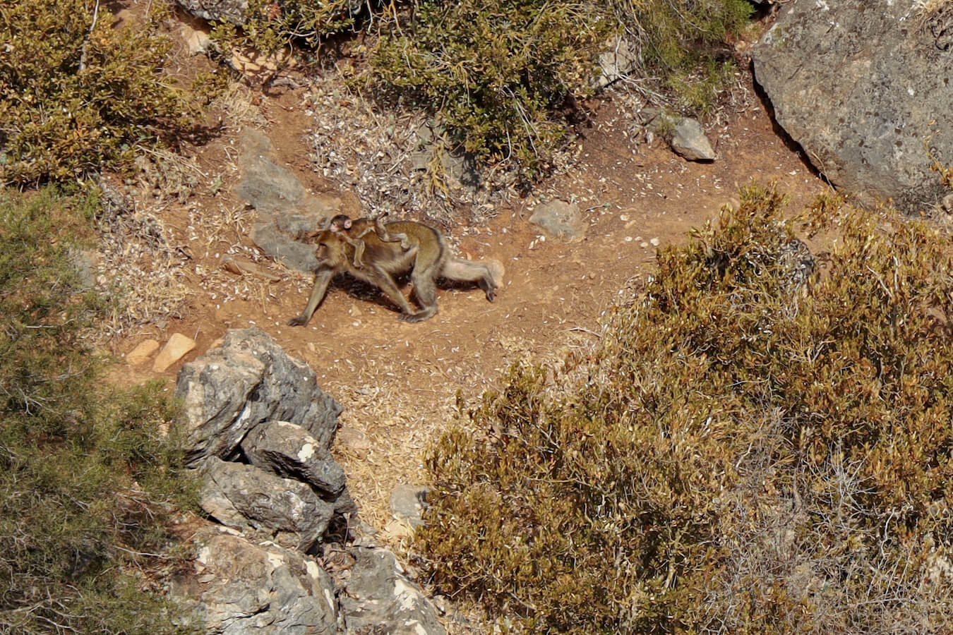 The Barbary Macaque monkey with baby walking in the Rif Mountains and God's Bridge trail in Akchour.