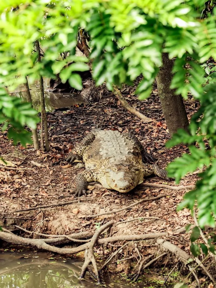 A crocodile sits on the bank near the water, at an eco-park in Mexico