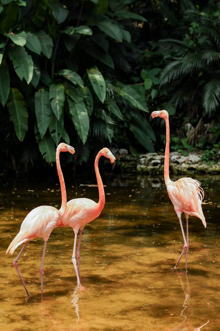 Three flamingoes stand in water in their natural enclosure at Aluxes Ecopark in Palenque.