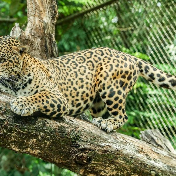 A jaguar sharpens it's claws on a tree at the Aluxes Ecopark in Palenque, Chiapas.