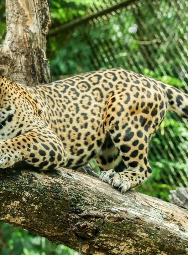 Aluxes Ecopark in Palenque: What to Know & Should You Go?