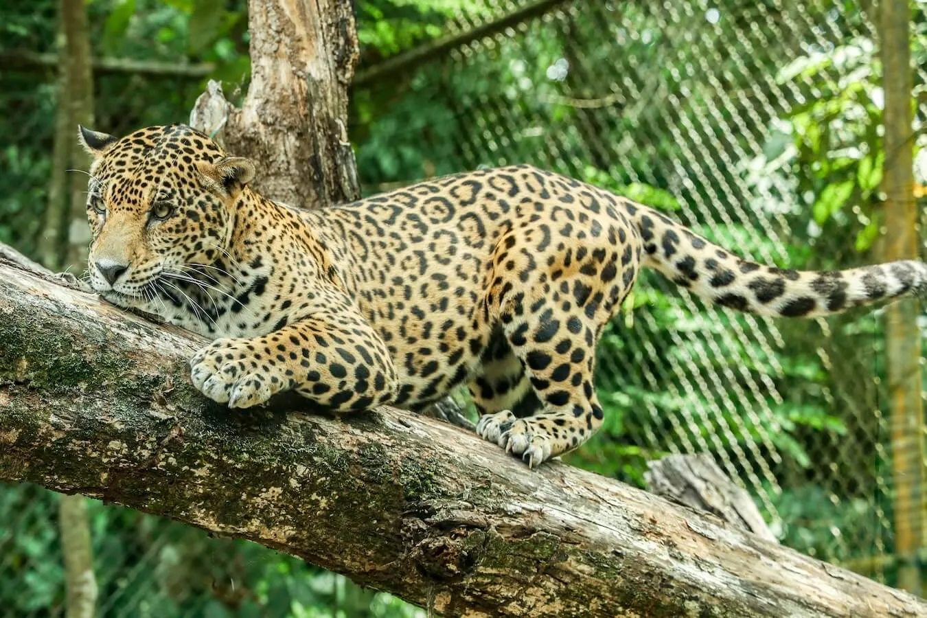 A jaguar sharpens it's claws on a tree at the Aluxes Ecopark in Palenque, Chiapas.