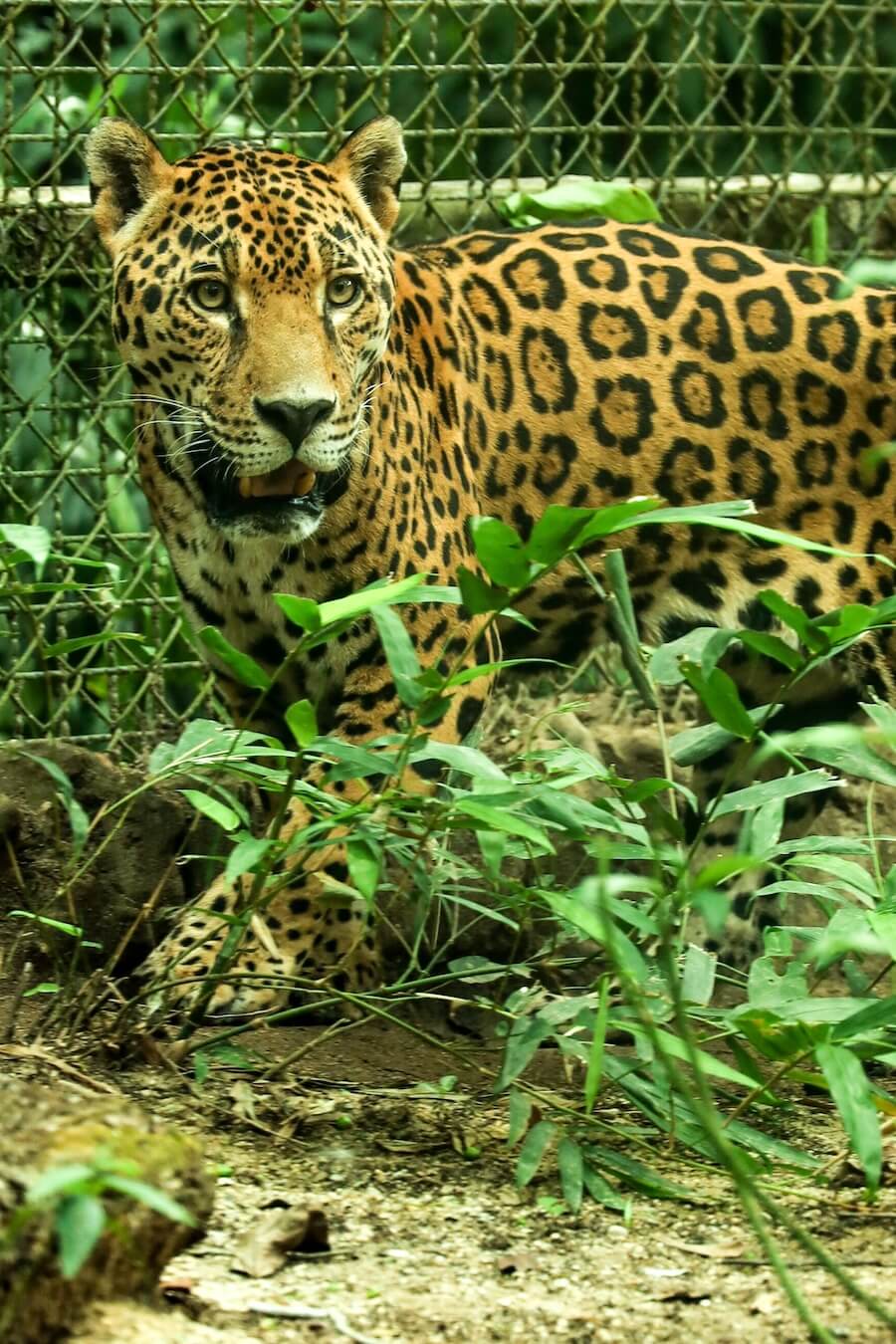 A jaguar with open mouth and wide eyes at the Aluxes Ecopark in Palenque