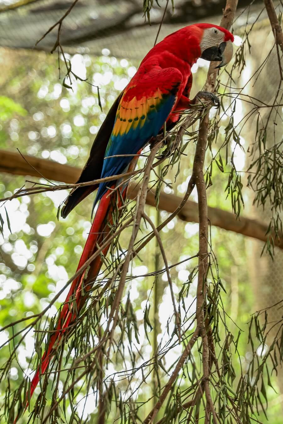 A scarlet macaw walking up a branch at Aluxes.