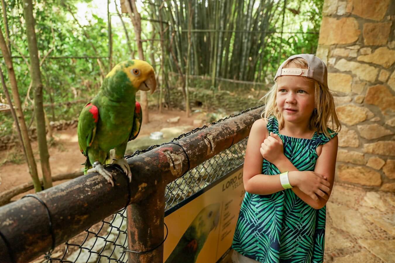 A young girl admires a parrot 