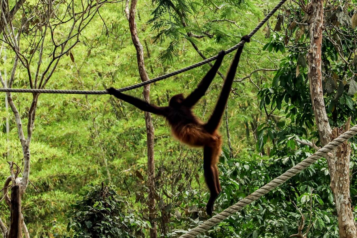 A spider monkey swings across a rope in the jungle backdrop of Aluxes Ecopark.