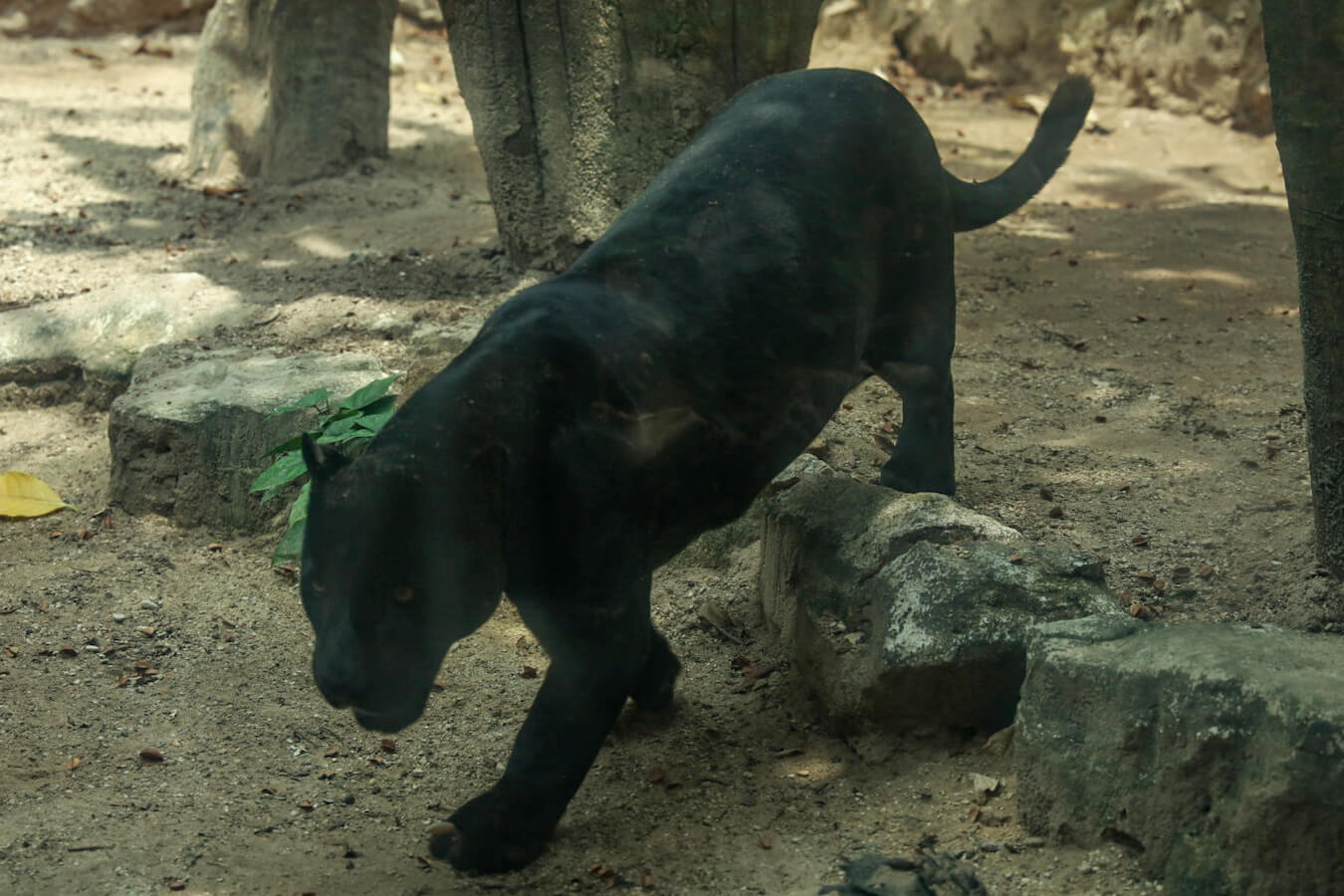 A black Jaguar in its exhibit at Aluxes, Palenque.