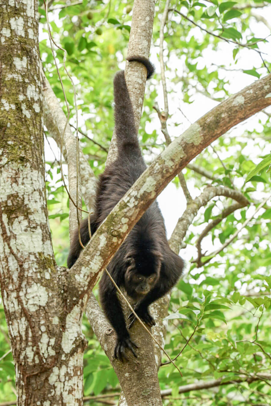 A howler monkey, roaming freely within Aluxes ecopark, Palenque, Mexico.