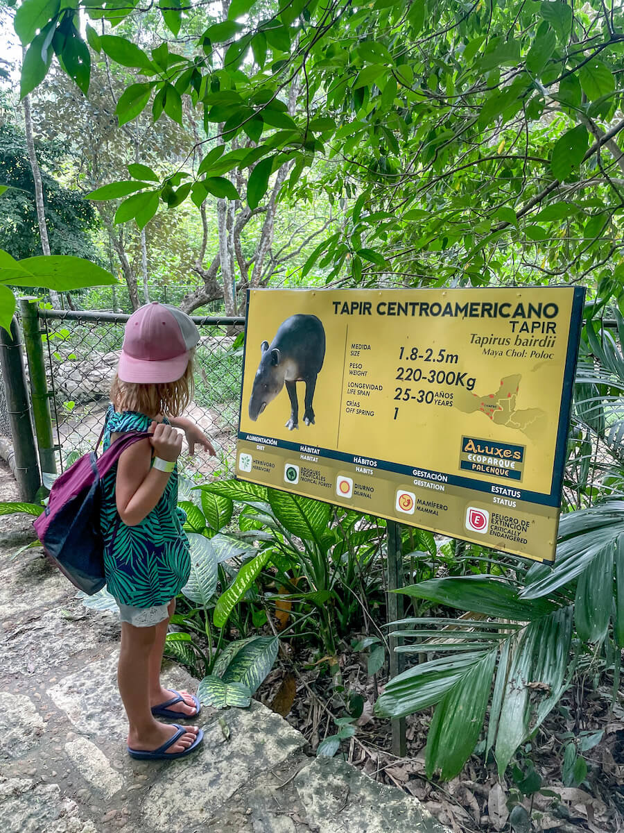 A young girl reading the information board on the Tapir, In Aluxes Ecopark, in Palenque, Mexico.