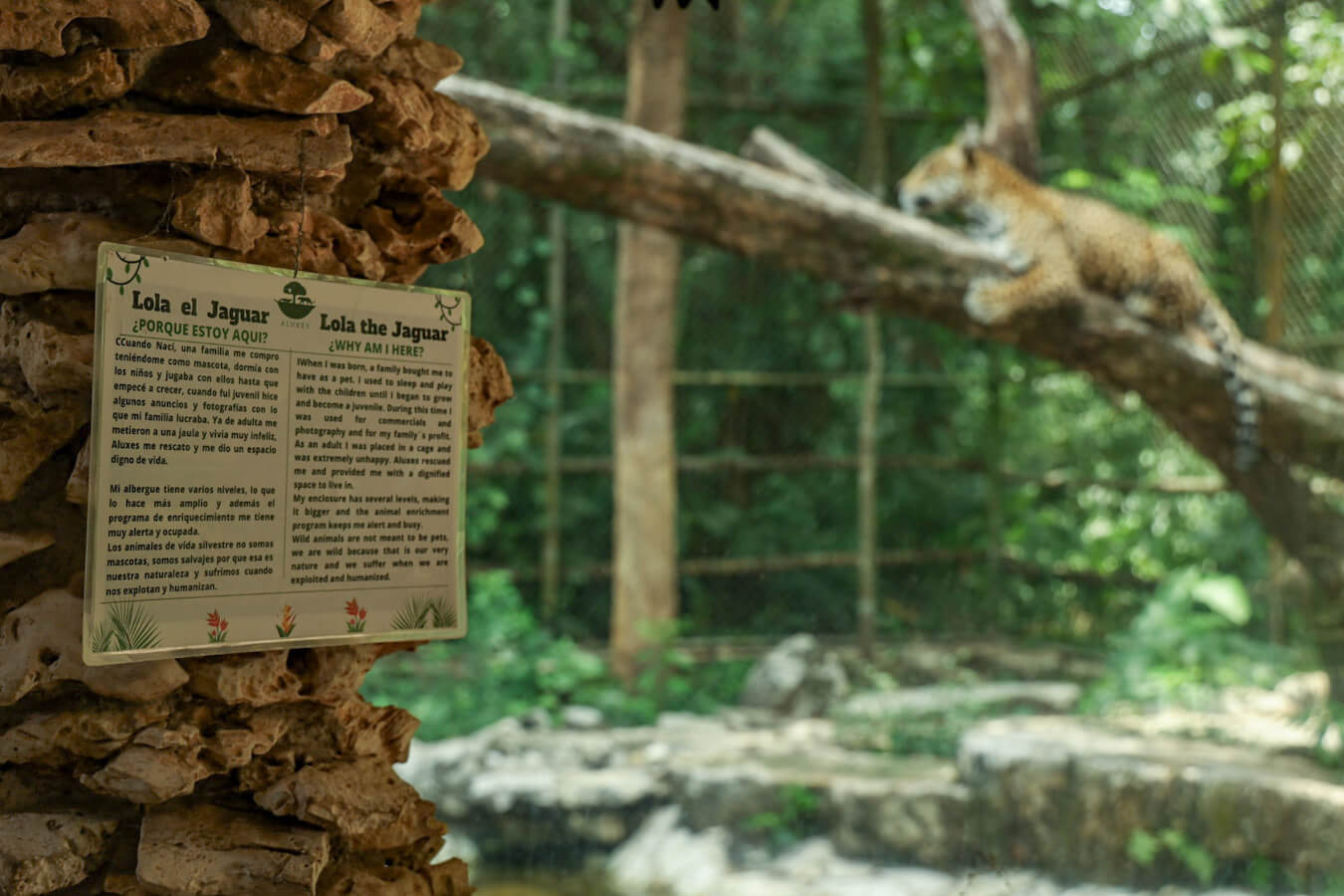 An photo of the plaque, telling visitors to Aluxes about Lola the Jaguar. The image also shows Lola behind resting on a tree in her enclosure. 