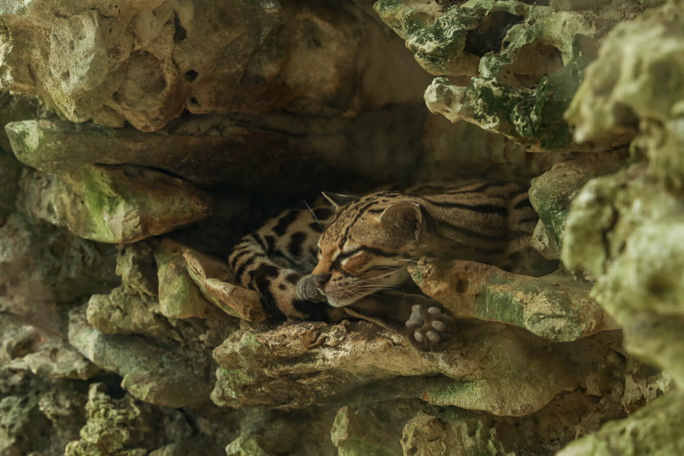 An ocelot asleep in it's enclosure at Aluxes Ecopark in Palenque