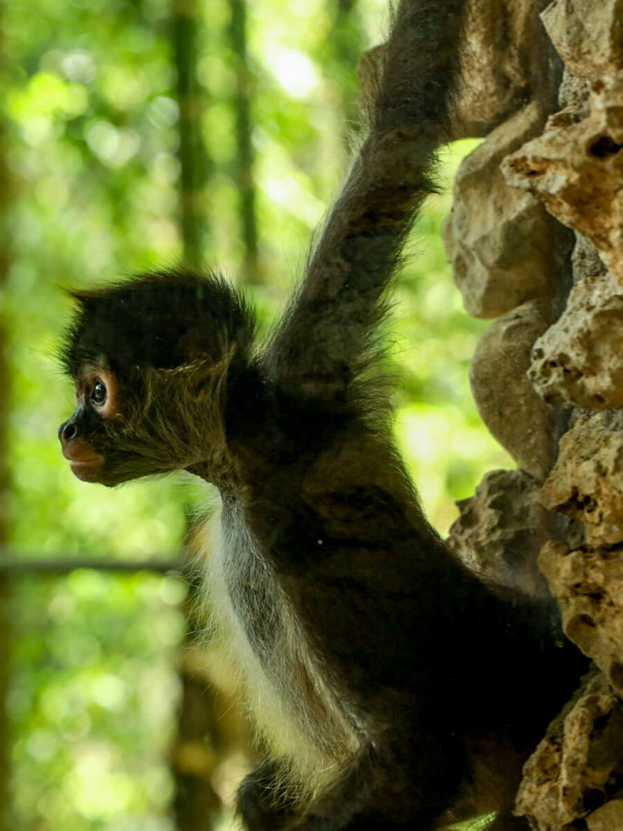 A young spider monkey in its exhibit at Aluxes, Palenque.