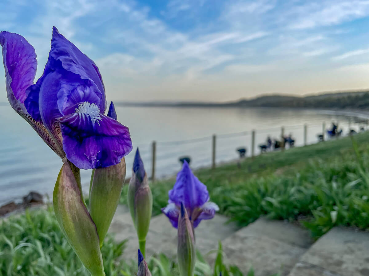 Iris blooms at Anzac Cove on the 25th of April Anzac Day