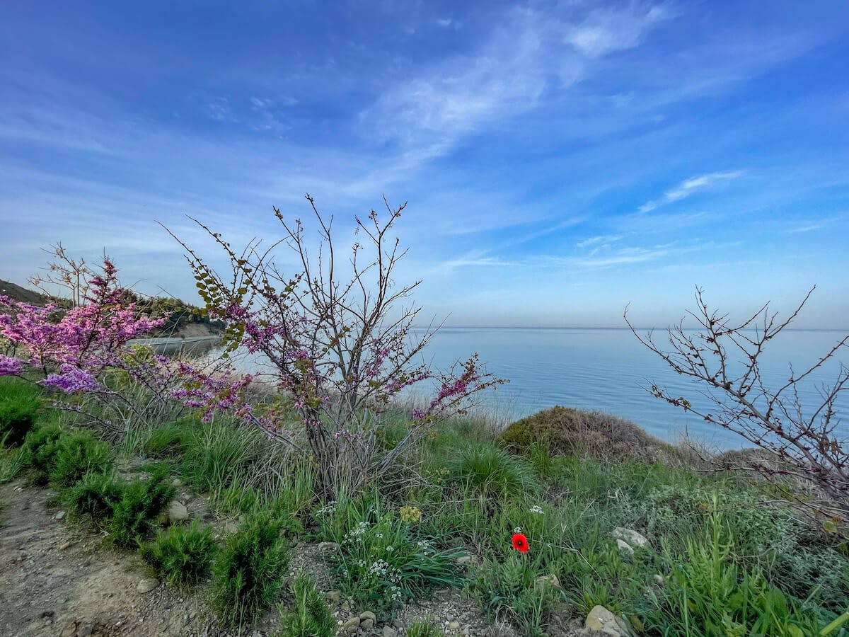 Our visit to Anzac Cove Dawn Service in Gallipoli.  A single red poppy is in bloom.  This is the beach where the battalions landed on the 25th April 1915
