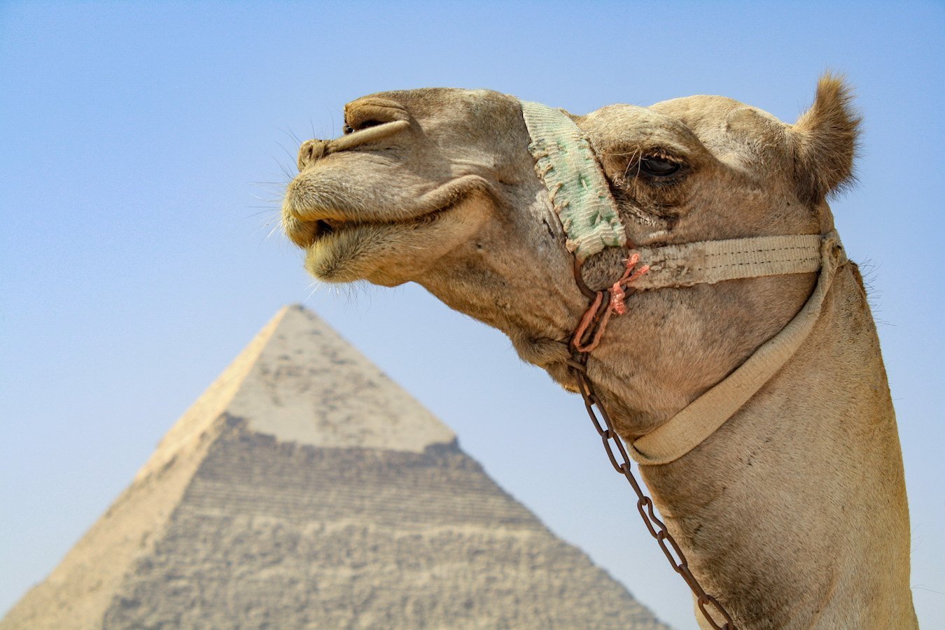 A photo of the Great Pyramid of Giza and a camel, part of a group tour through Egypt and Gallipoli