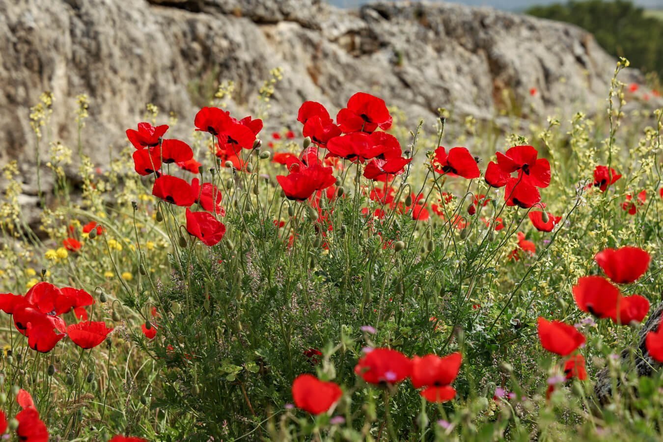 Red poppies growing in Turkey during April
