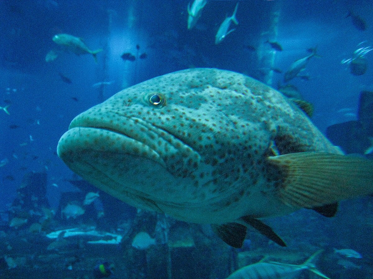 Large fish at the Lost Chambers aquarium at Atlantis the Palm in Dubai, this is one of the most popular places to visit