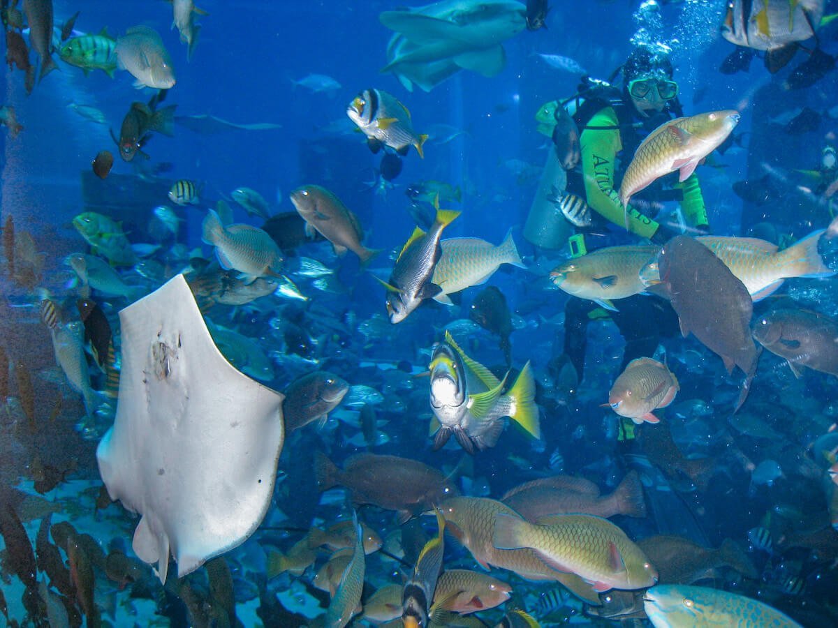 Diver feeds stingrays at the Lost Chambers aquarium at Atlantis the Palm in Dubai