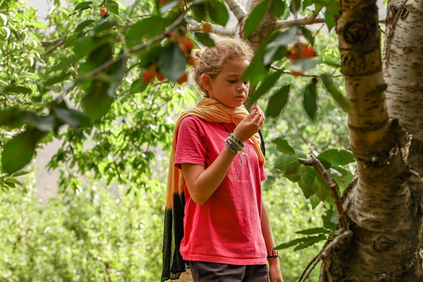 A child eats cherries in the Atlas Mountains while vacationing in Morocco