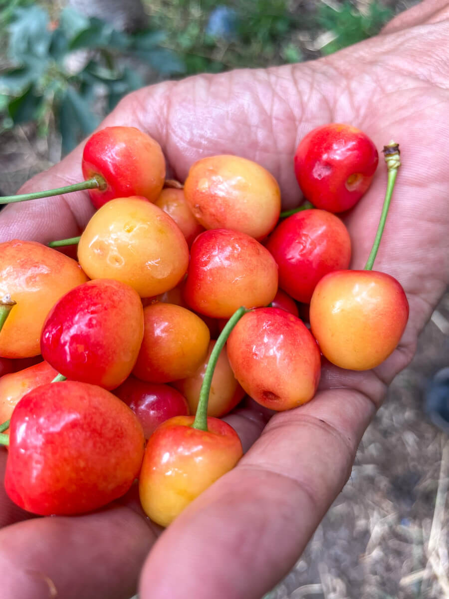 A handful of white cherries picked from the tree in Morocco.