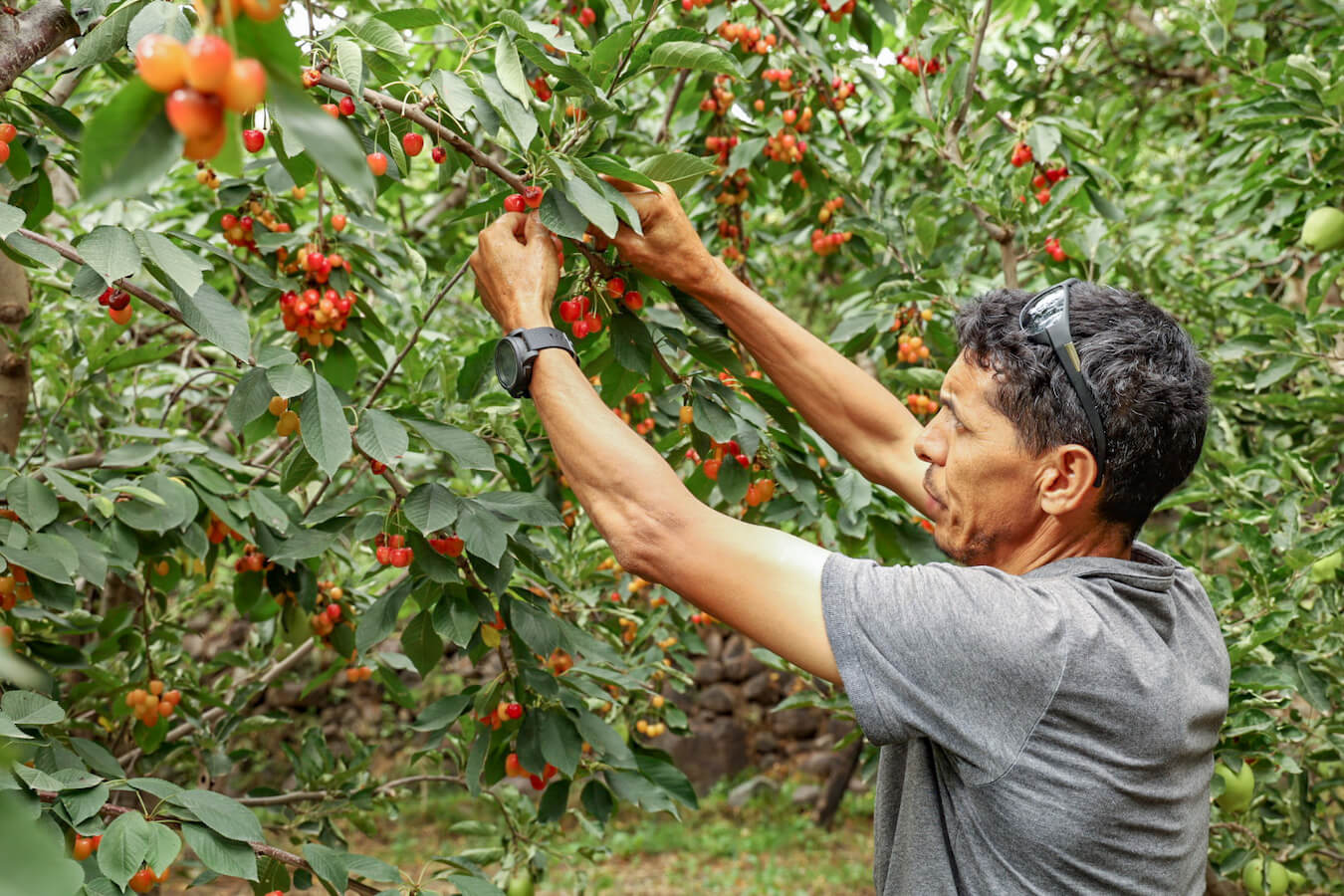 Ahmed Zin picks cherries in the Atlas Mountains