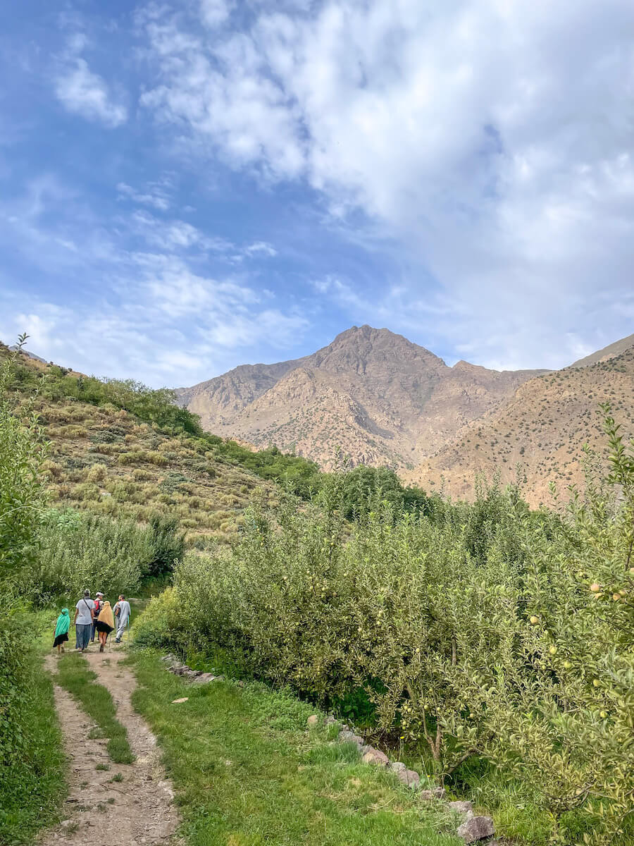 Apple orchards full of apples in the Toubkal Valley of the village Aroumd in Morocco