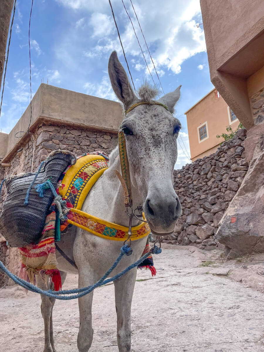 A working mule is prepared for a trekking tour in the Atlas Mountain Range in Morocco