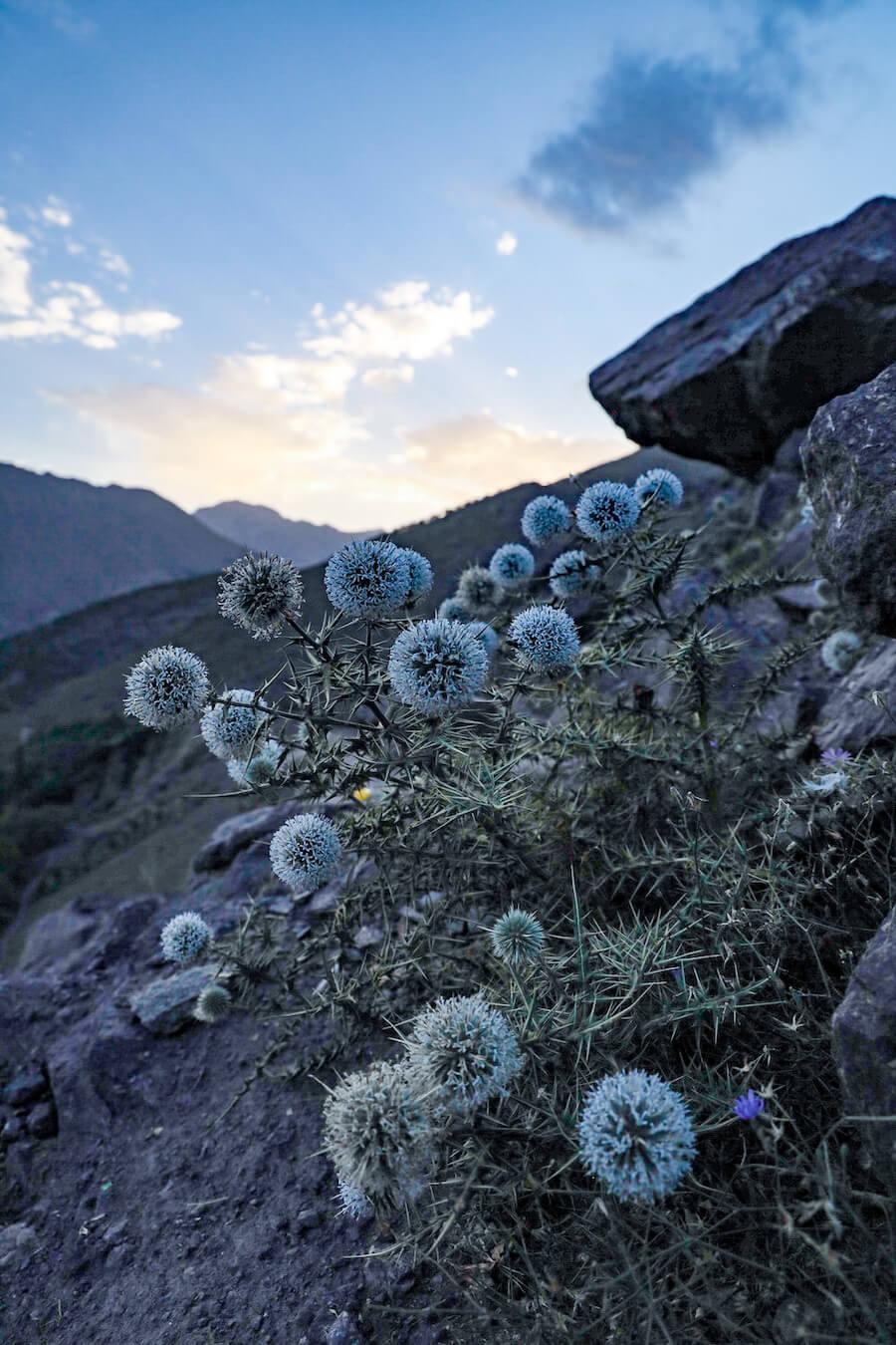 Flowering thorns growing in the Atlas Mountain Ranges of Morocco