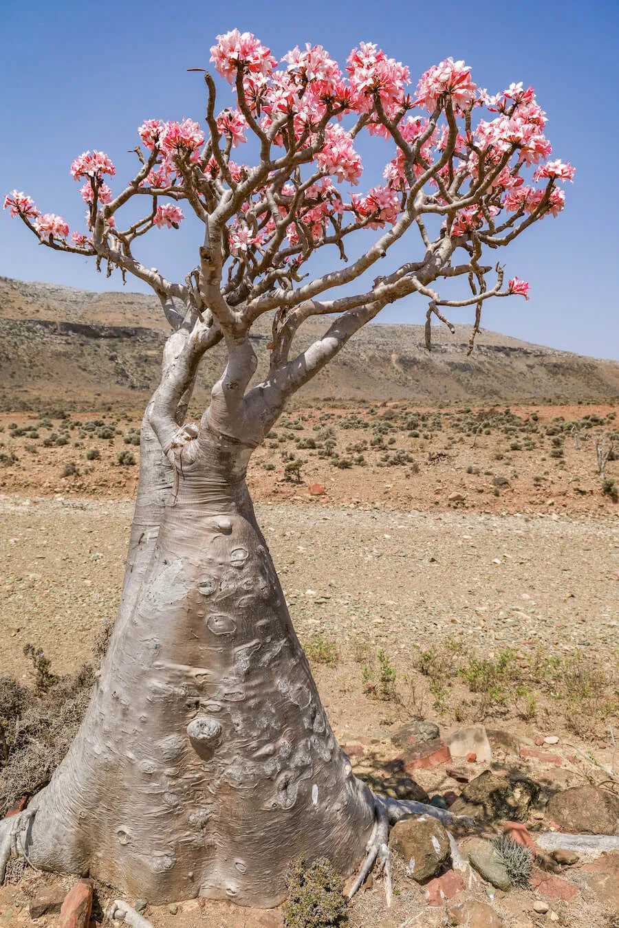 Bottle tree in bloom - April is a great time to travel to Socotra to see the pink flowers of the bottle tree