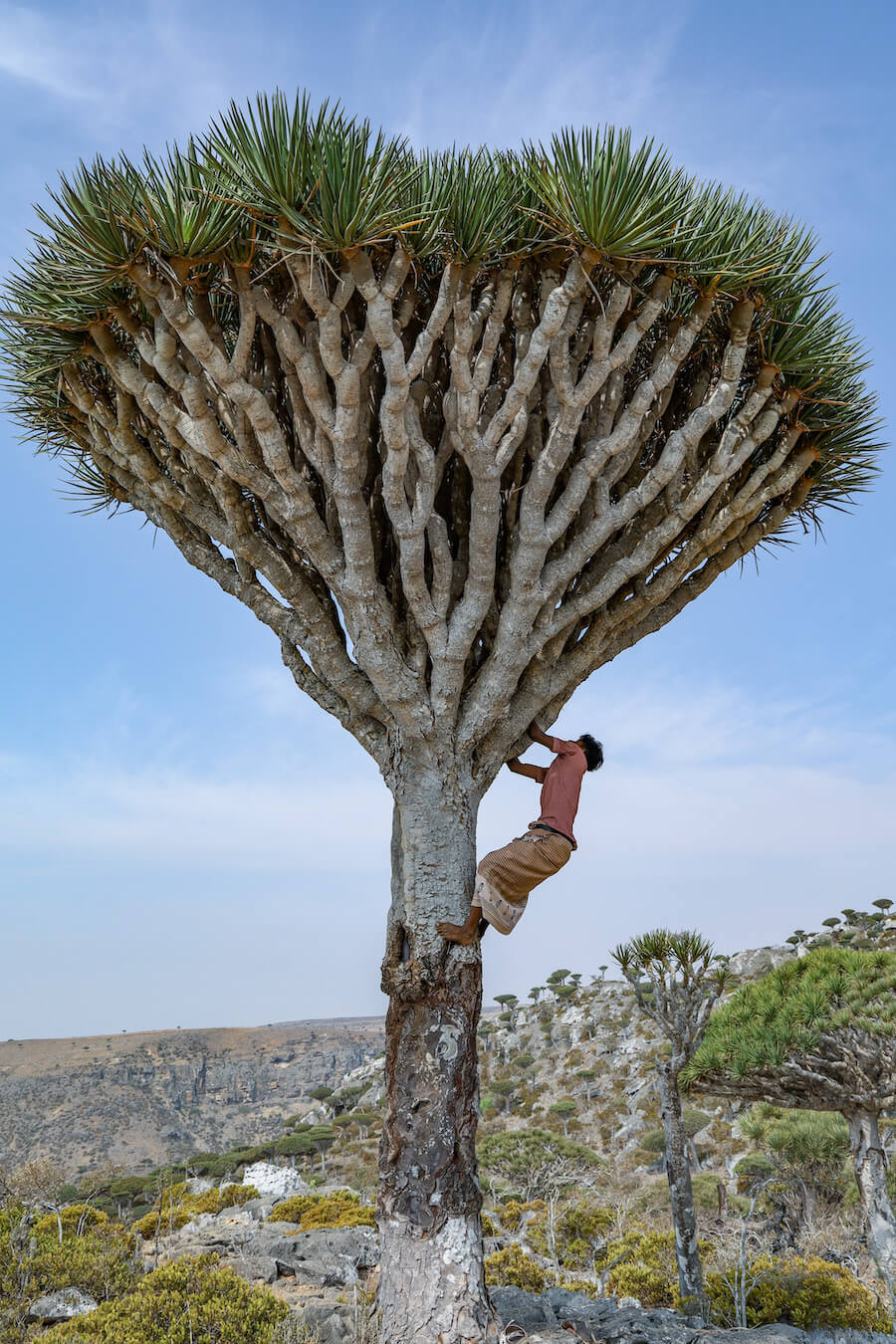 Young guide climbs dragon blood tree - travel to Socotra