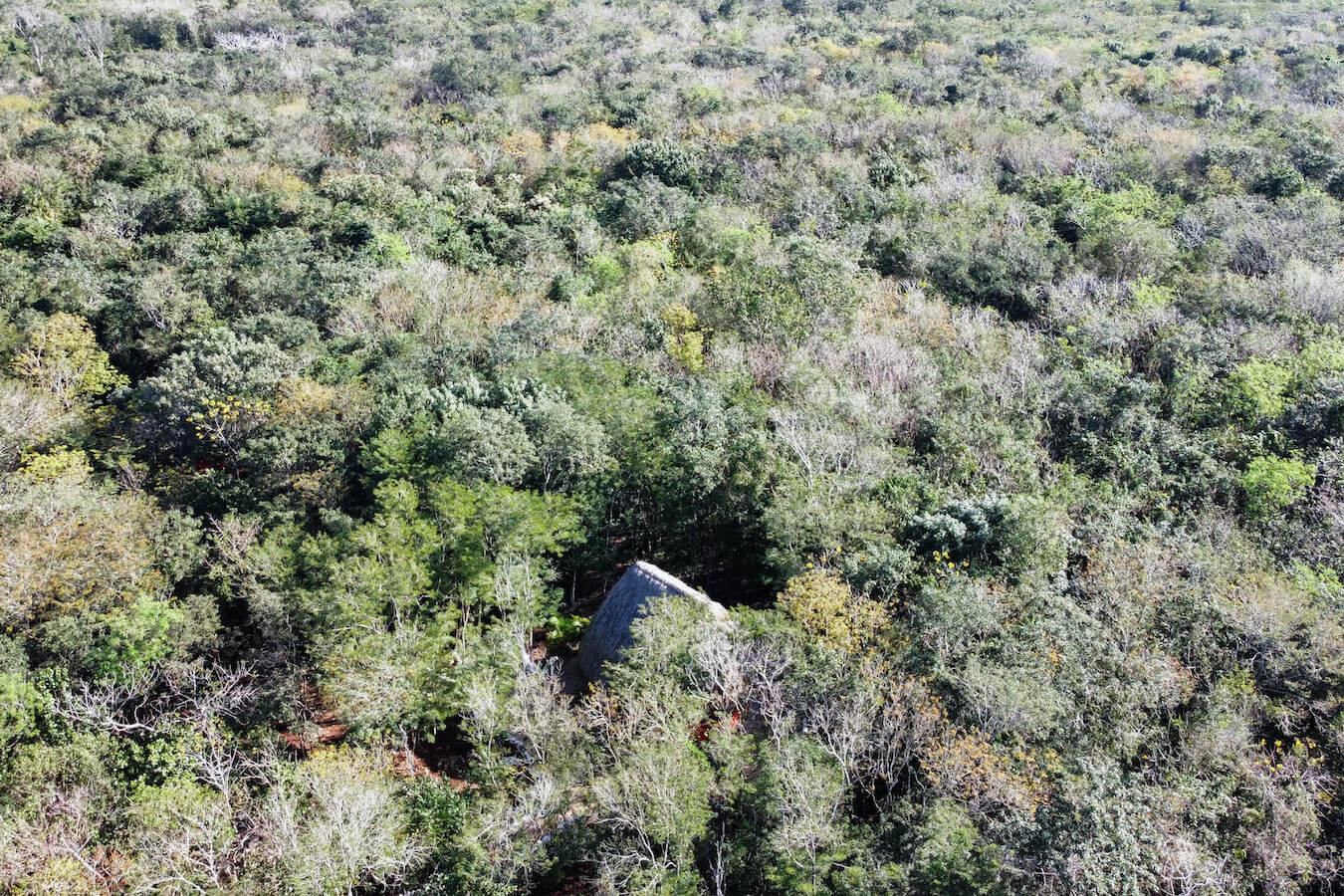 A bungalow nestled in the jungle near Valladolid.