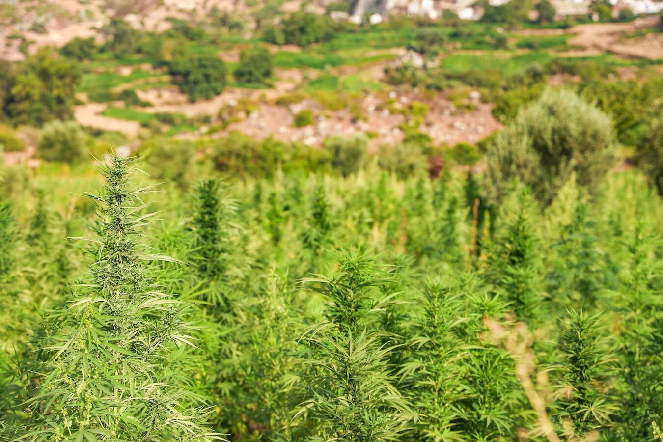 The large fields of hash and marijuana growing in the Rif Valley near Chefchaouen - one of the more unique things to do on a Morocco itinerary