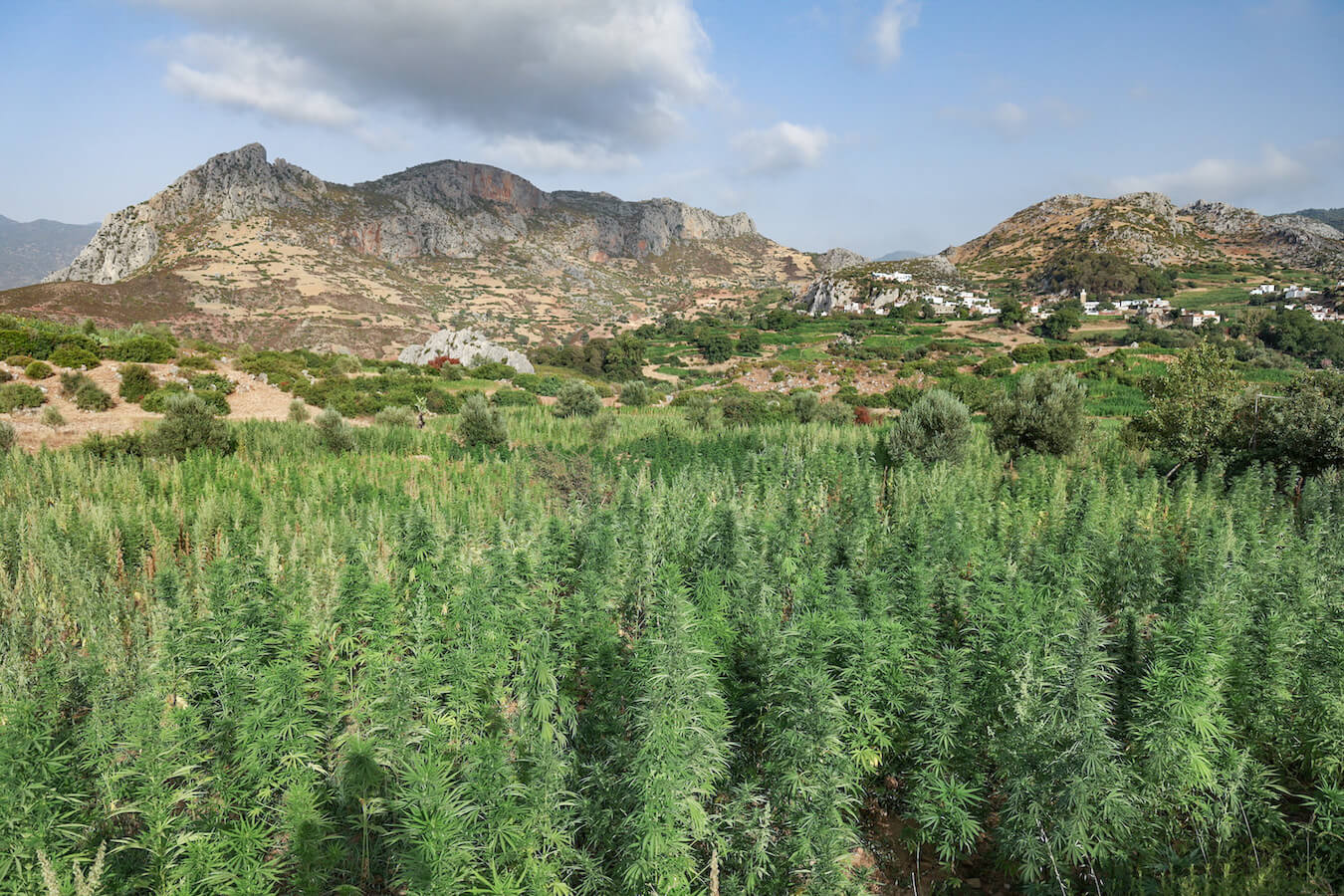 The cannabis fields in the Rif Mountains of Morocco 